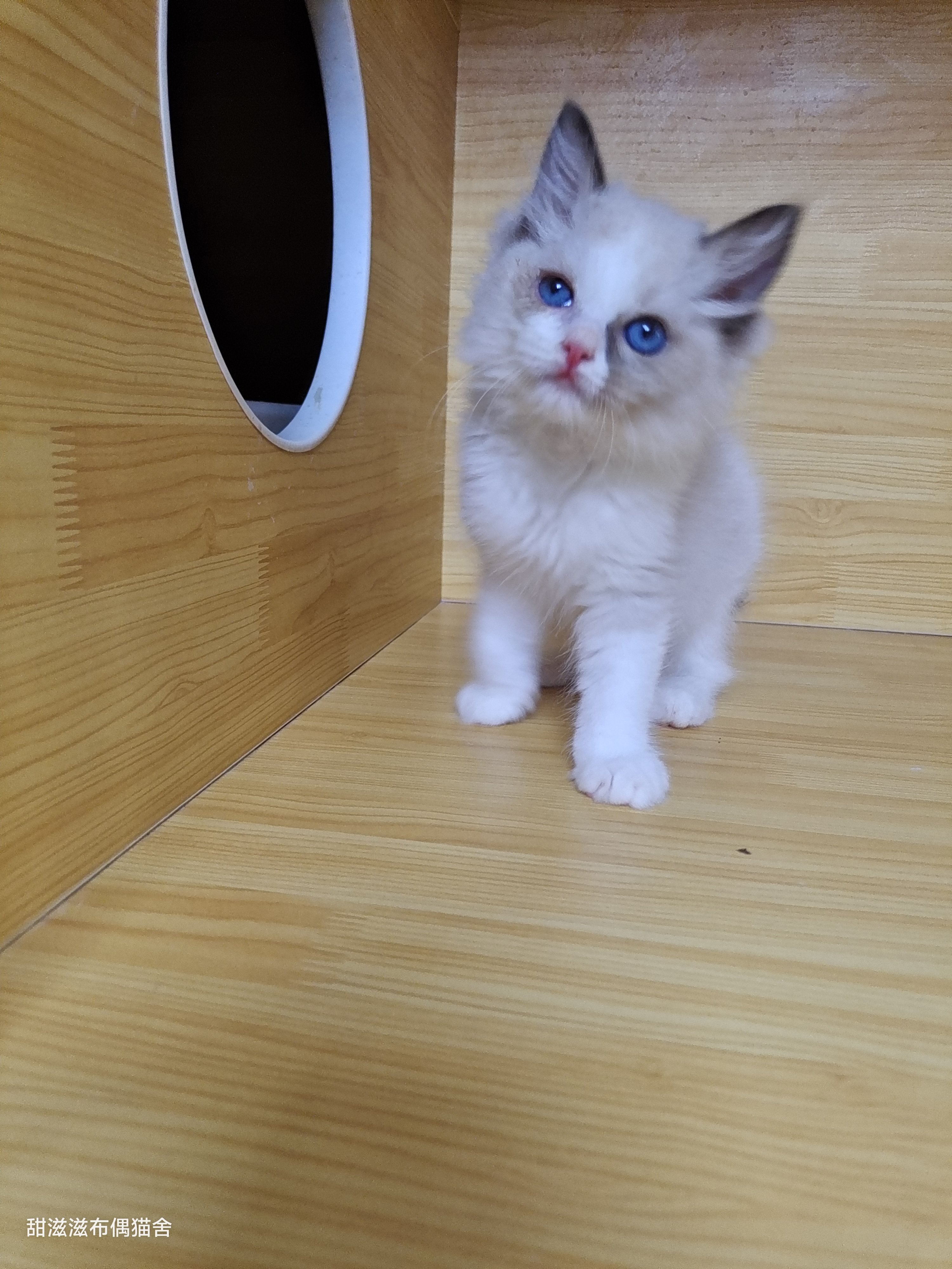 布偶猫弟弟，纯白色毛发，蓝色大眼睛